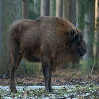 Мъдро или европейски бизони по време на зимния национален парк Баварски гори Германия-Бавария от Мартин Цвик